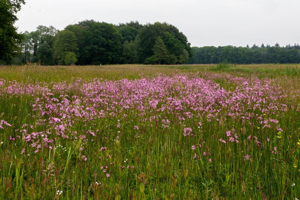Hoeve Springendal Ootmarsum Exteriör bild